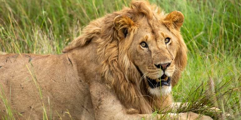 Wildlife & Coastal Wonders of Kenya: Tsavo to Watamu image