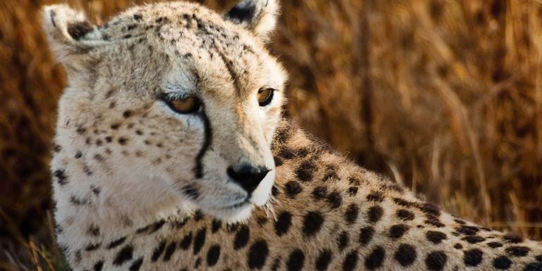East Africa: Safari Drives, Mountain Hikes & Chimp Trekking image