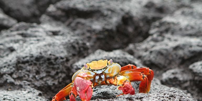 Galápagos — West & Central Islands aboard the Monserrat image