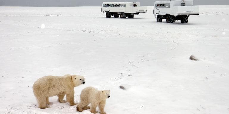 Churchill Polar Bears image