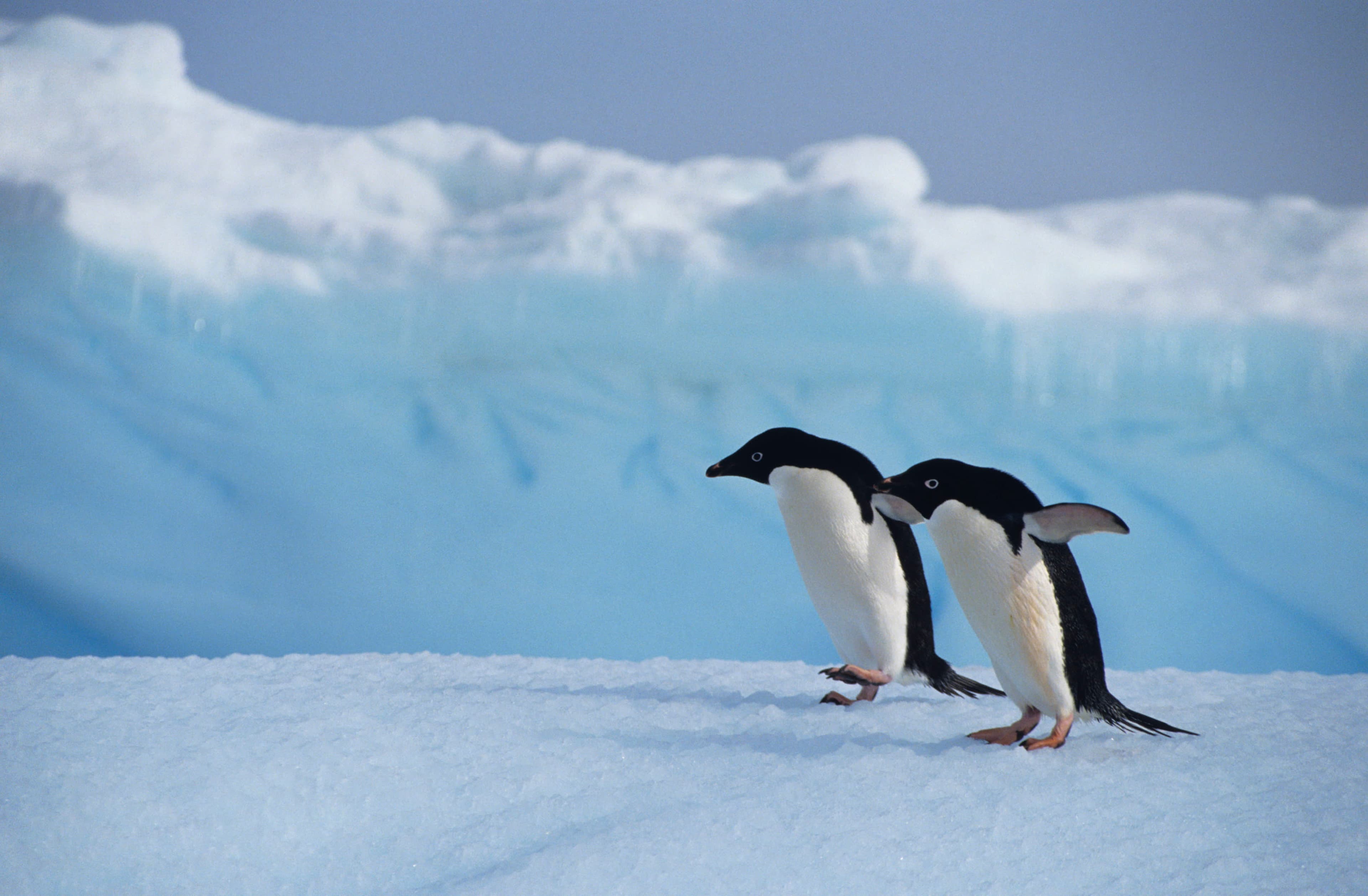 Antarctic Explorer: Discovering the 7th Continent (World Voyager)