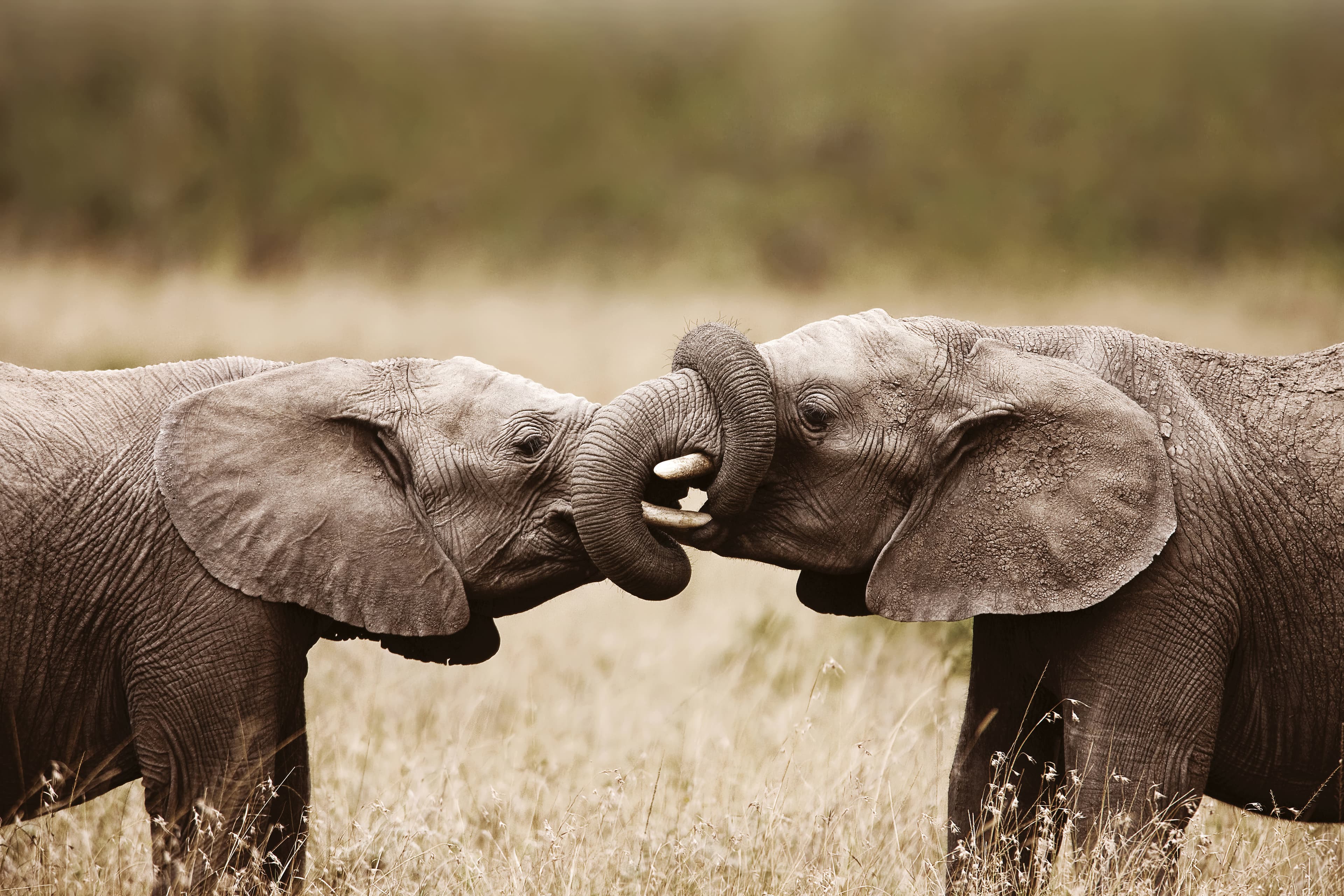 Signature South Africa | Across the Wild Plains