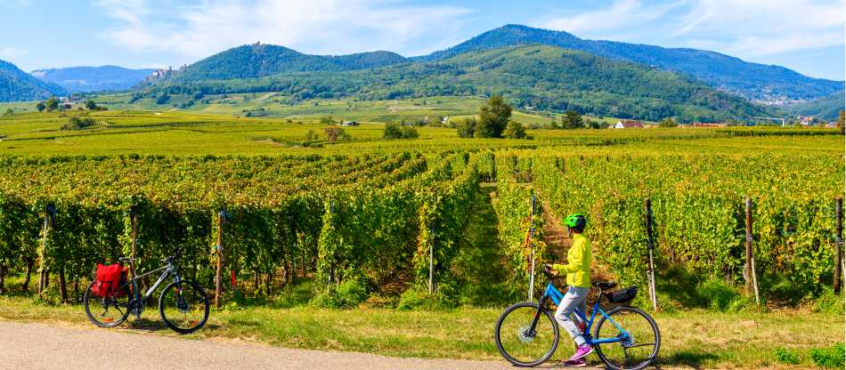 Alsace Vineyards & Rhine Cycle to Strasbourg