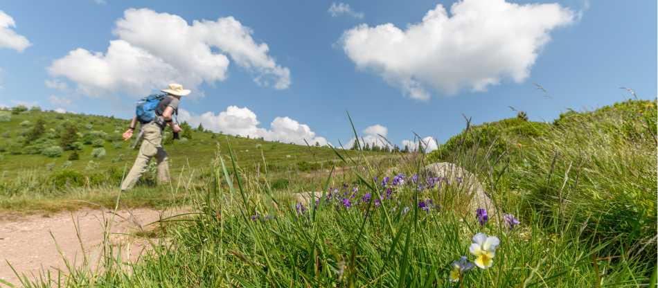Alsace Mountains & Vineyards Walk