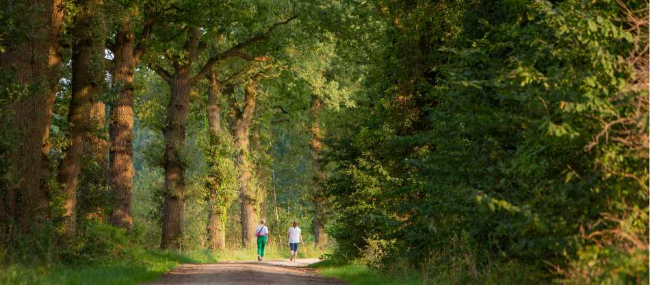 Pieterpad Camino Trail: Pieterburen to Coevorden