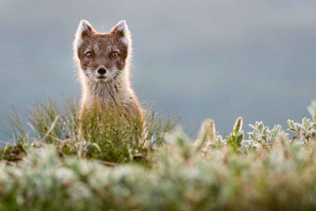 Arctic fox in autumn coat peeks over a grassy hill in Canada's spring