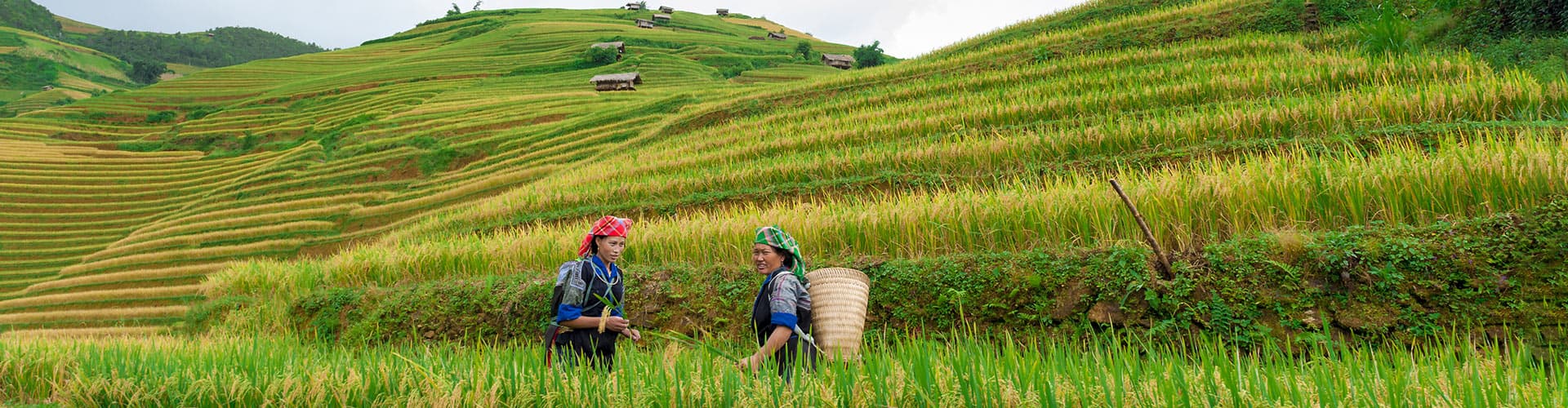 vietnam rice fields women