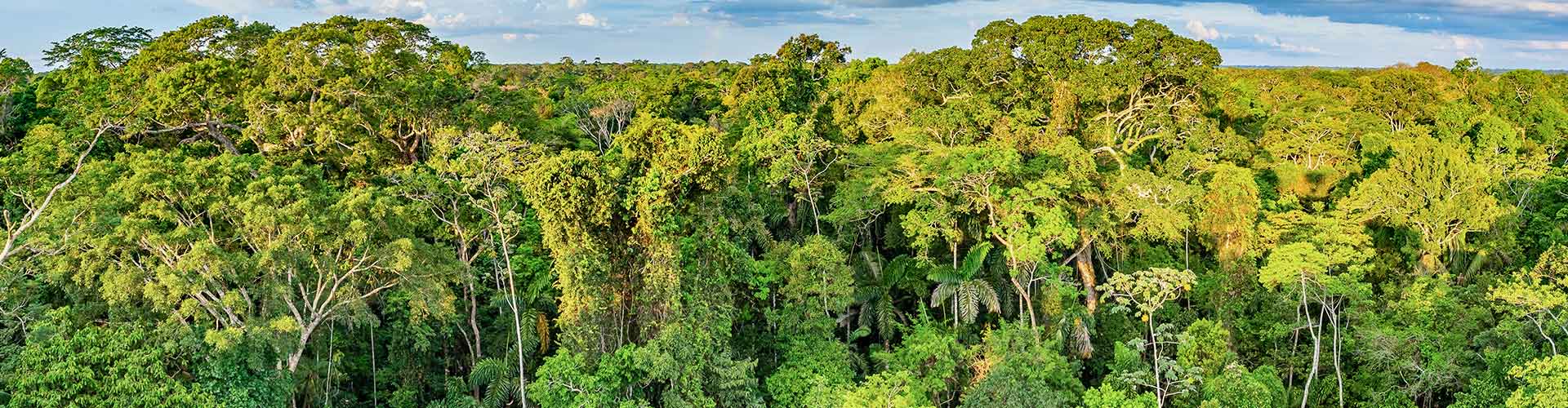 A canopy of trees in the Amazon Jungle