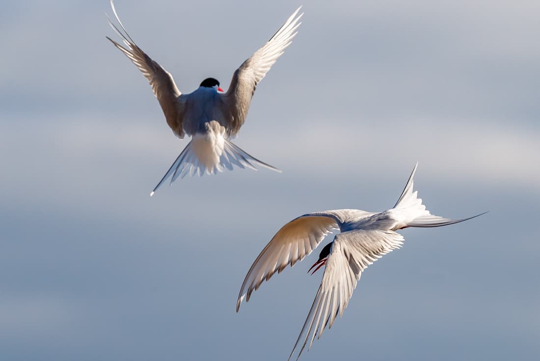 Arctic Terns over Greenland