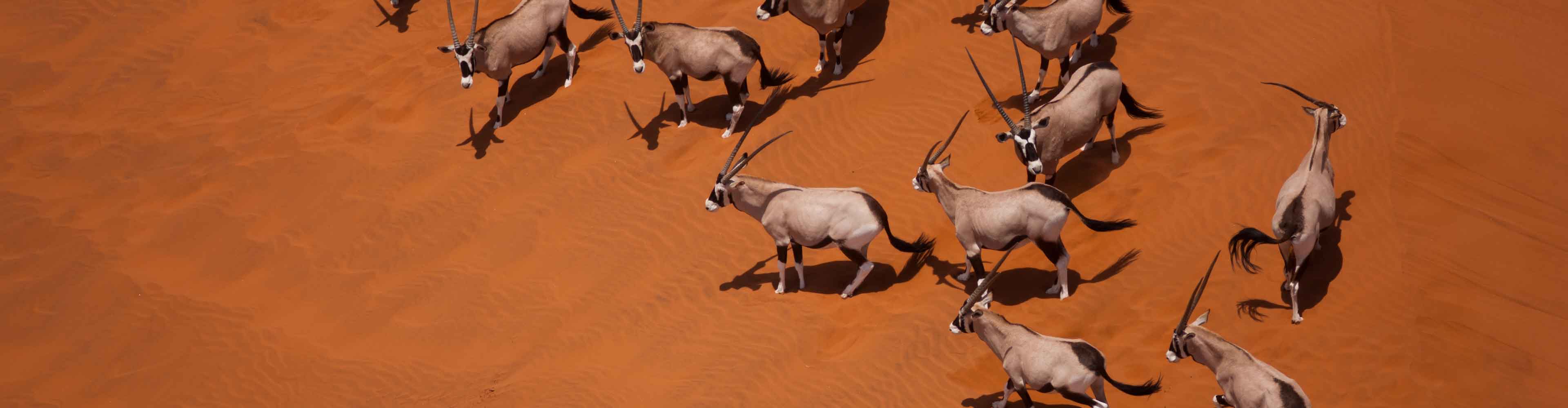 Namibia Oryx Desert Aerial