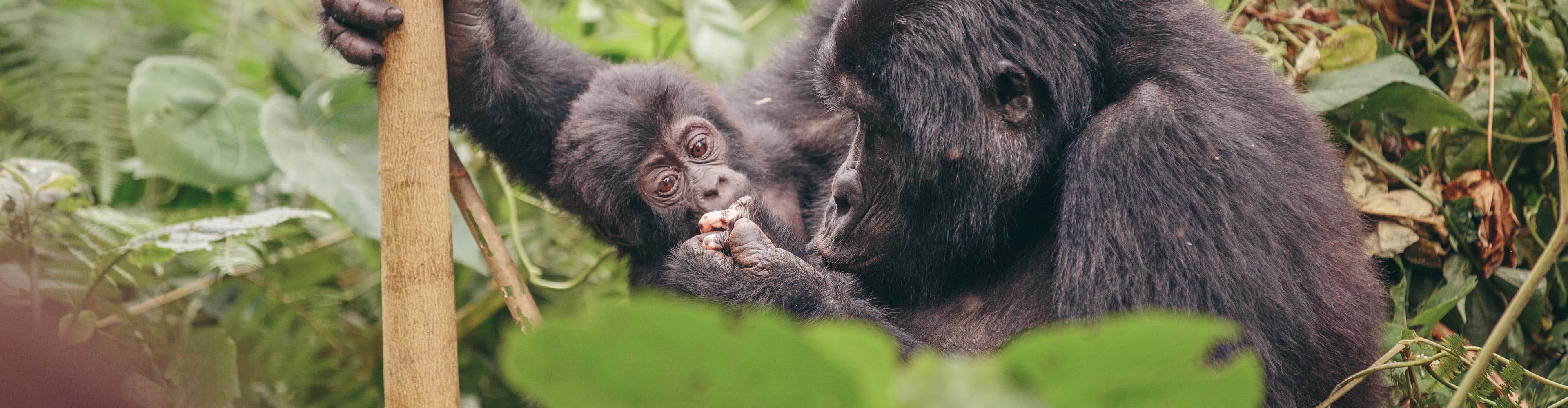 Journey through the heart of East Africa and be amazed by the astounding diversity in Kenya, Tanzania & Uganda