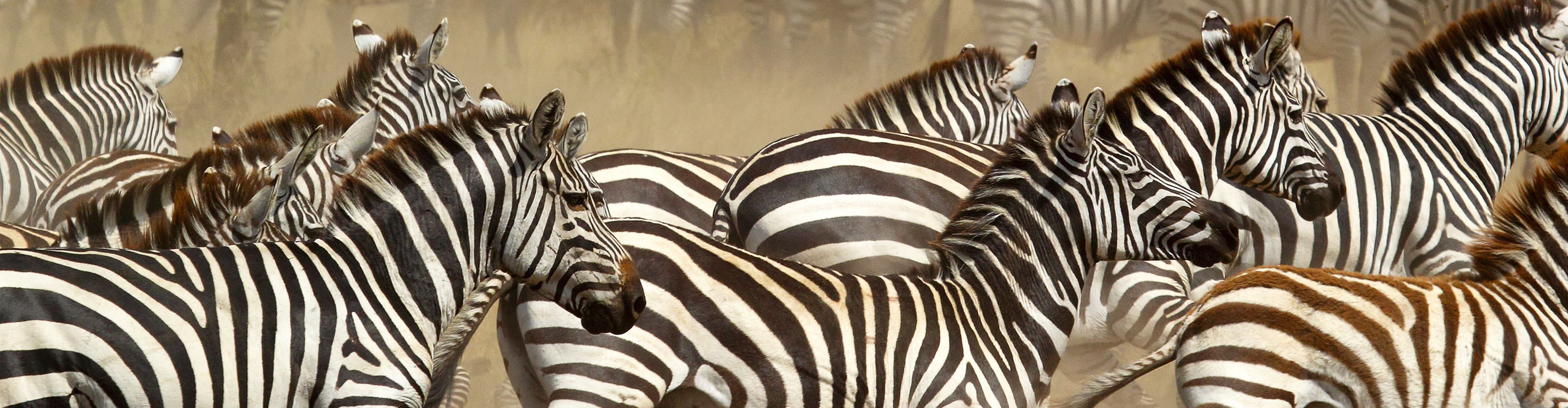 Tanzania Serengeti Zebras