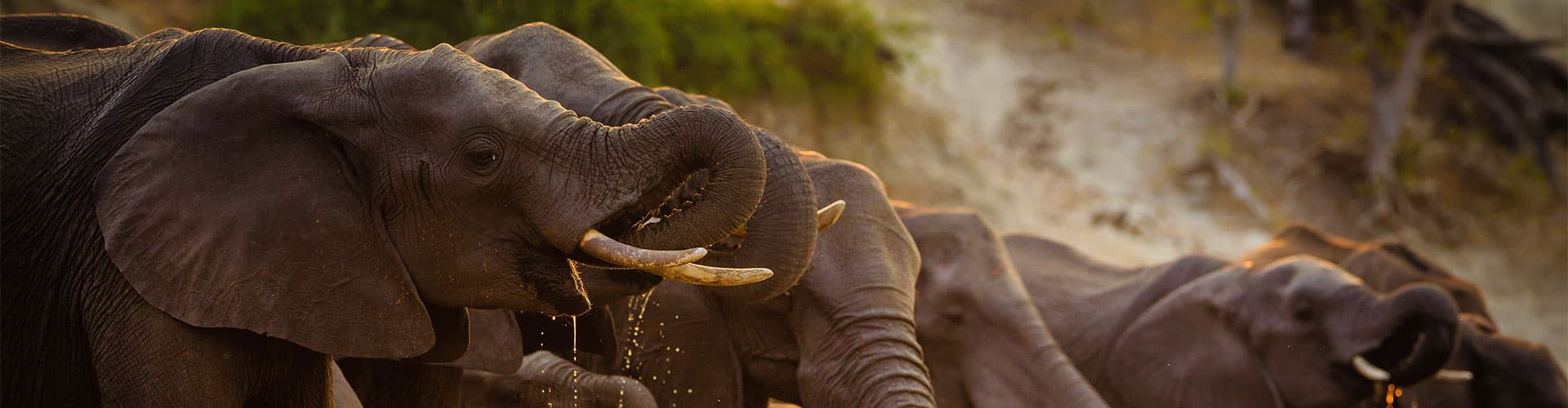 Elephants getting a drink in Chobe National Park, Botswana.