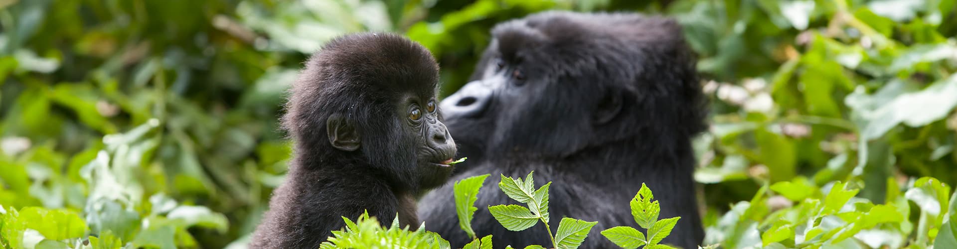 Gorillas, Game Parks & Beaches