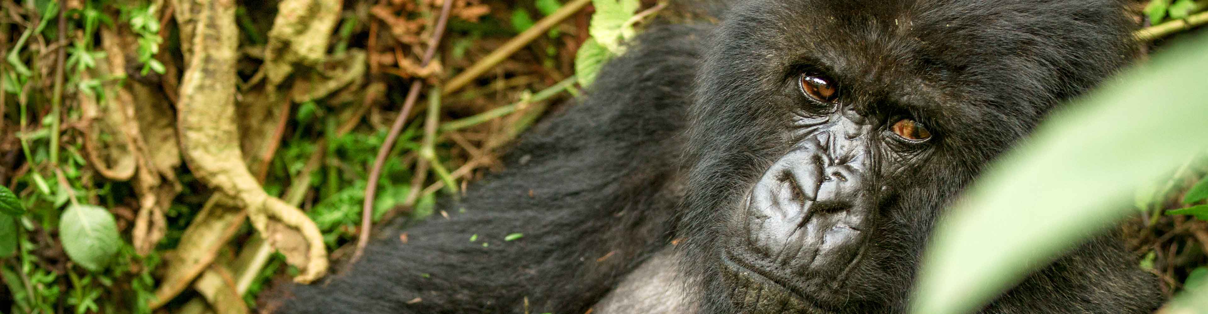 Rwanda Gorilla Adult Jungle