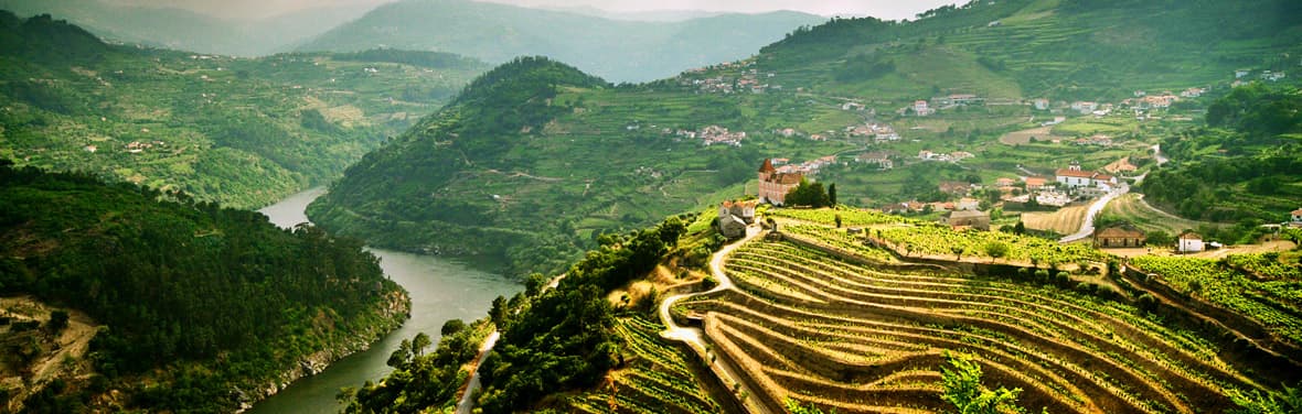 Vineyard in Porto, Portugal