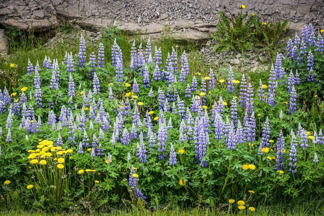 Husavik flowers on the coastal prairies of Iceland