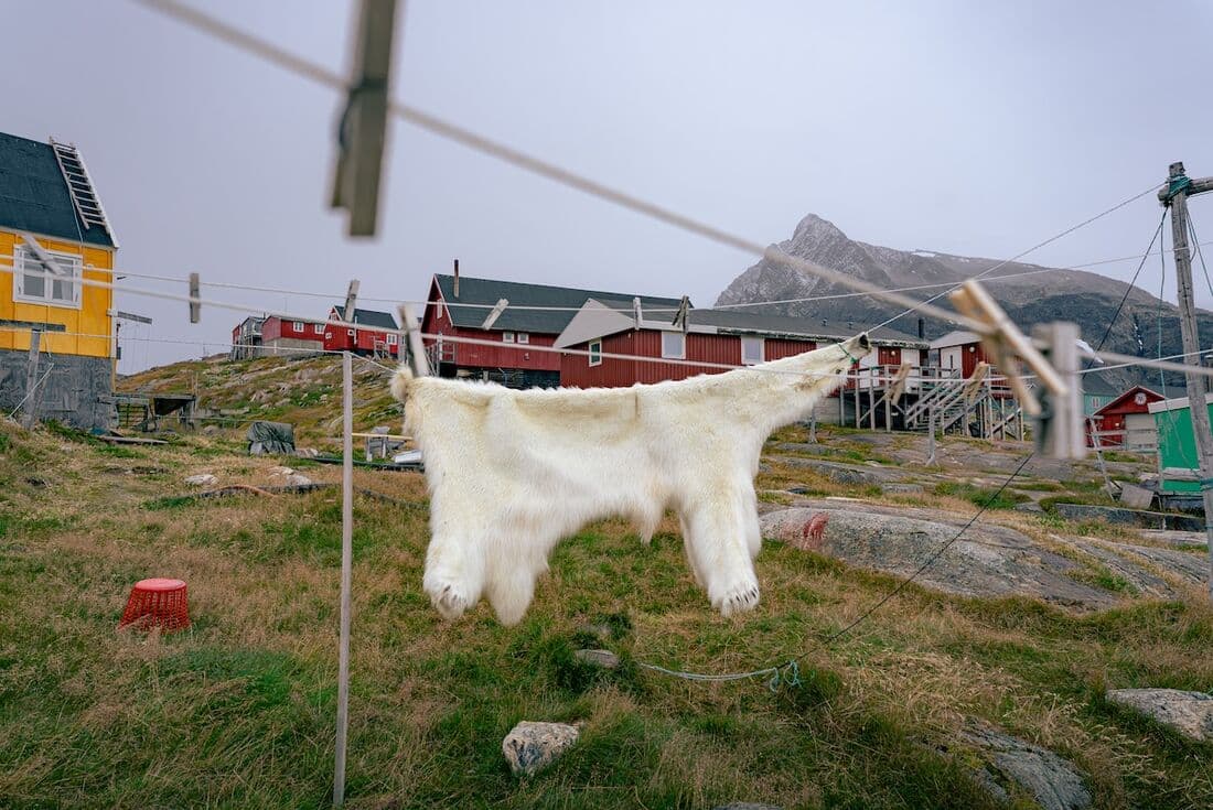 A family's polar bear rug drying on the line in Kuummiit