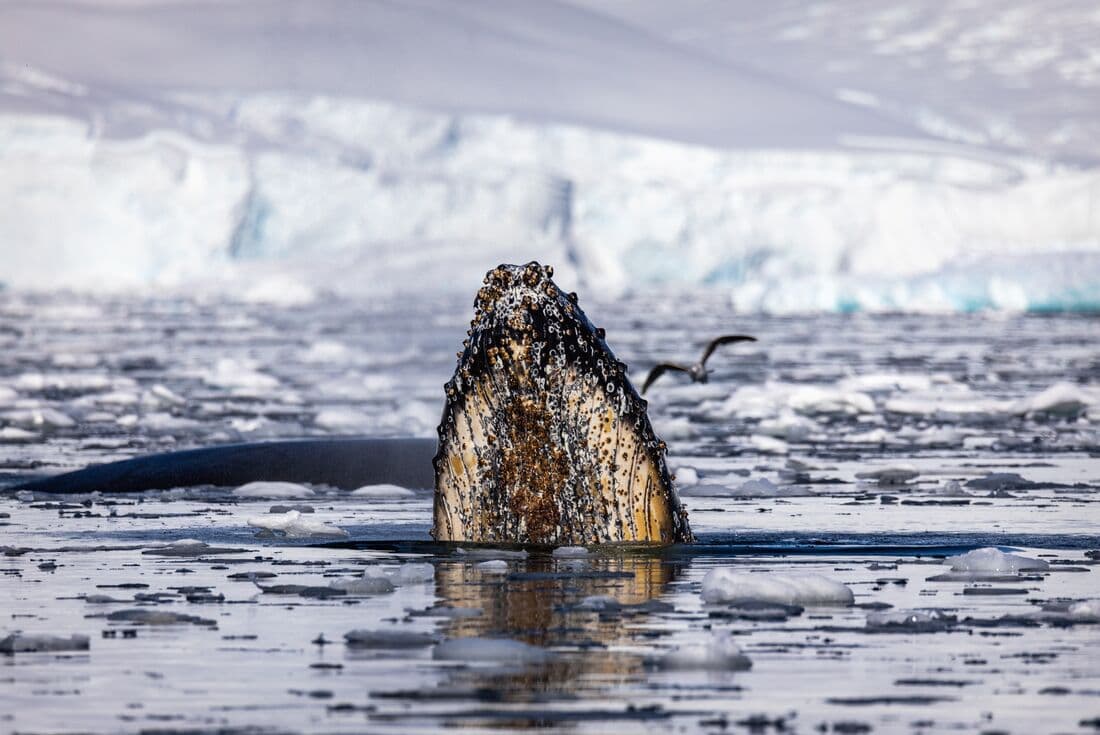 A humpback whale surfaces in Fournier Bay