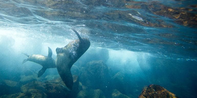 Galápagos Land & Sea — Central & East Islands aboard the Xavier III image