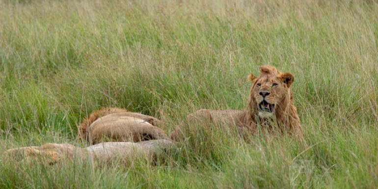 Kenya & Tanzania Camping Safari image