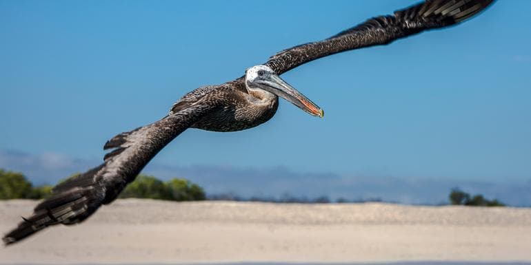 Galápagos — North, Central, & South Islands aboard the Eden image