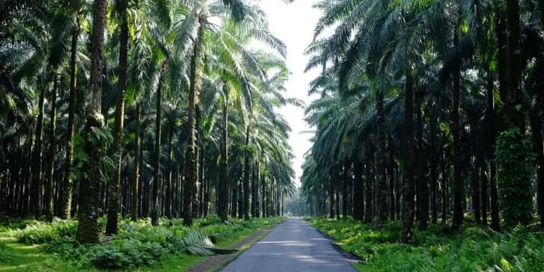 Sumatra to Bali: Wildlife, Waves & Wilderness image