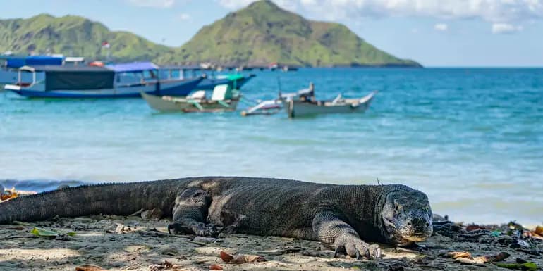 Bali to Flores: Trails, Tribal Villages & Dragon Lagoons image