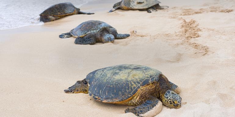 Turtles & Tortuguero Independent Adventure image