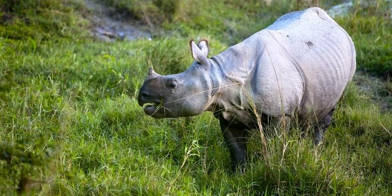 Chitwan Independent Adventure and Homestay image