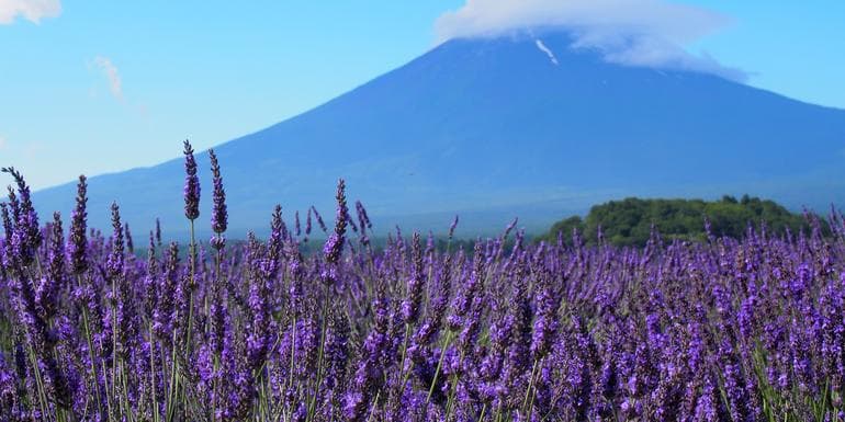 Discover Japan & Hike Mt Fuji image