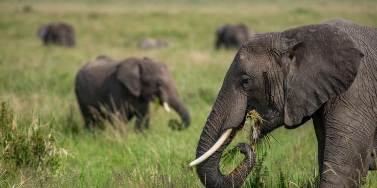 Kenya to Uganda Overland Safari with Participation Camping image