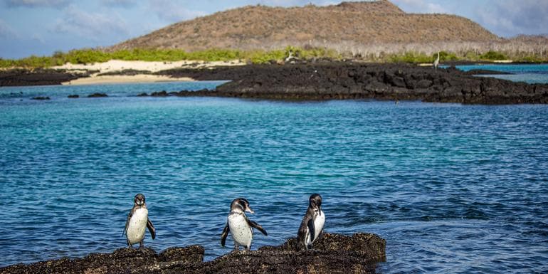 Galápagos – Central and East Islands aboard the Reina Silvia Voyager image