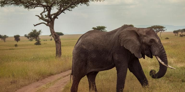 Victoria Falls & Serengeti Overland: Lakes & Landos image