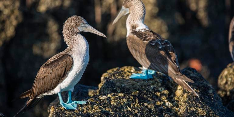 Galápagos — West, Central and East Islands aboard the Monserrat image