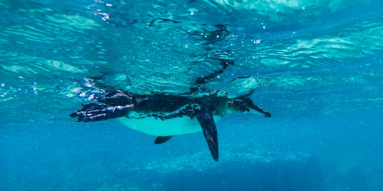Galápagos — Central Islands aboard the Xavier III image