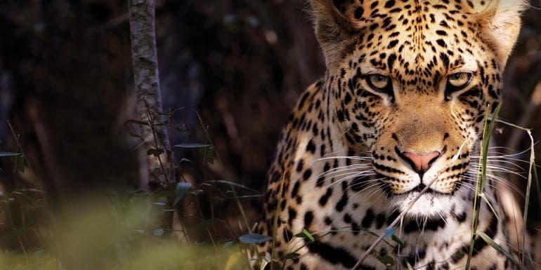 Kruger Camping Safari image