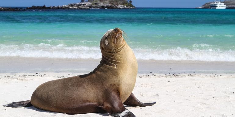 Galápagos — North, West & Central Islands aboard the Yolita image