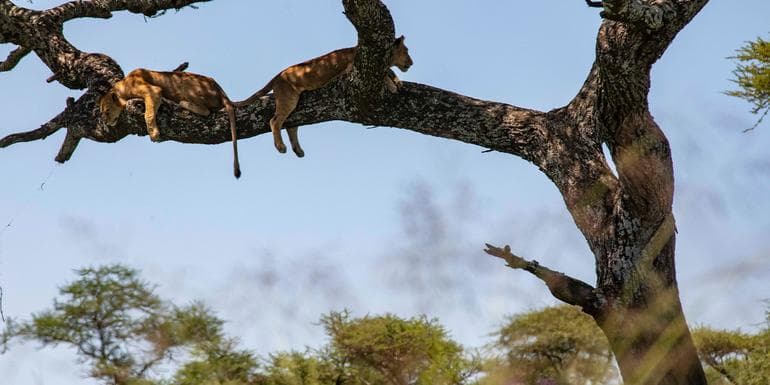 Nairobi to Cape Town Overland Safari & Participation Camping image