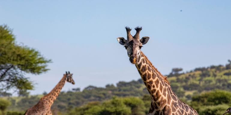 Zimbabwe to Kenya Overland Safari & Participation Camping image