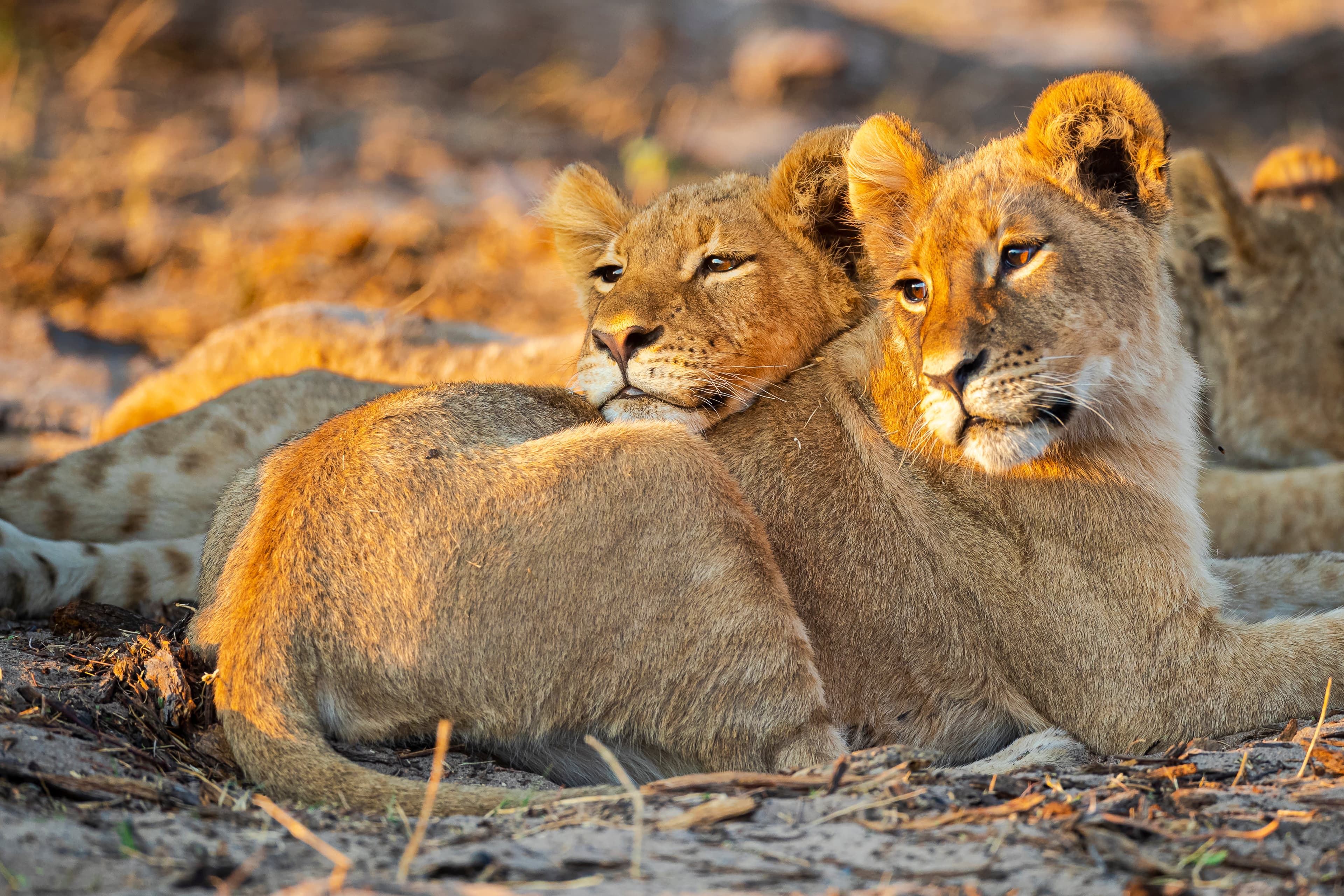 Botswana & Zimbabwe Lodge Safari