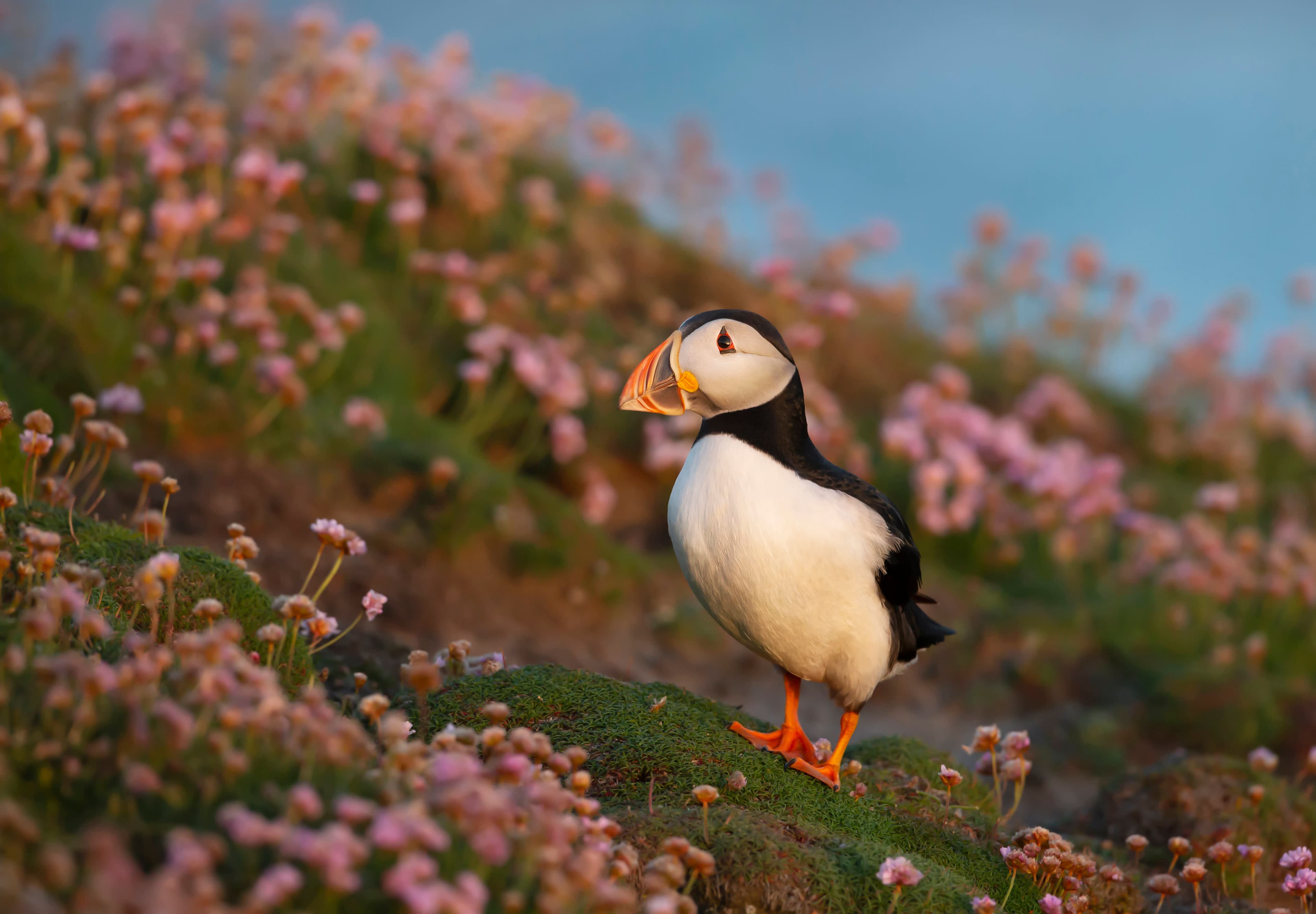 Arctic Saga: Spitsbergen, Faroes & Jan Mayen