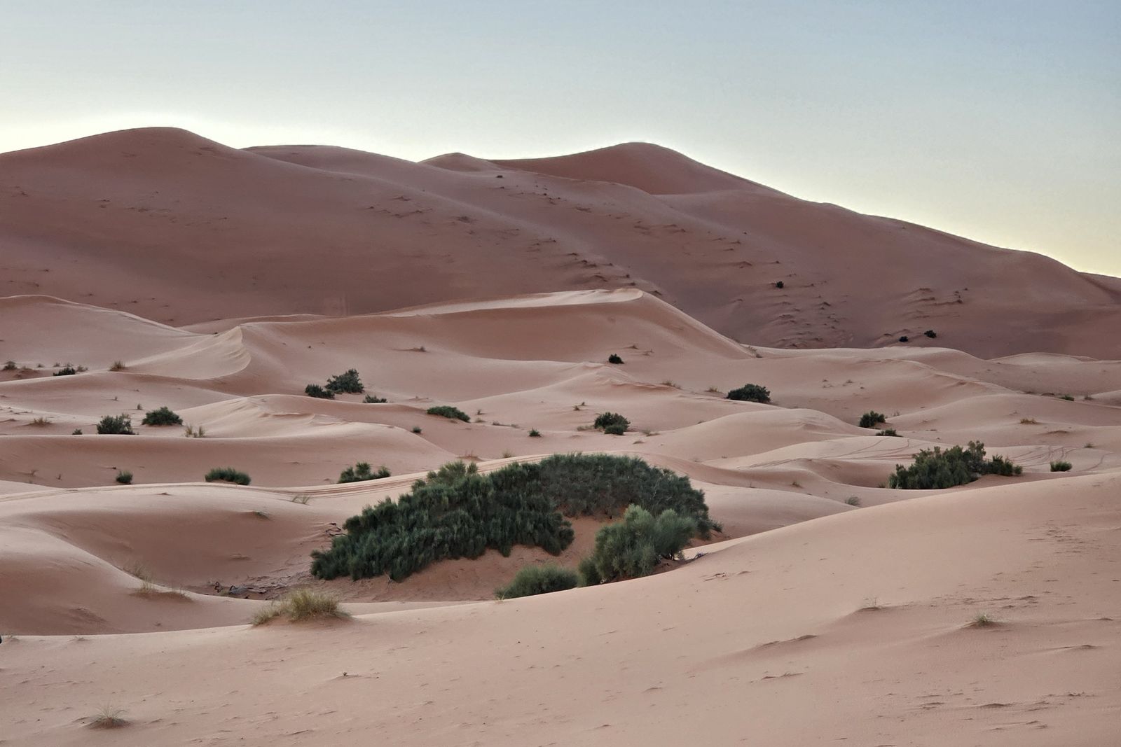 Golden sand dunes with a patch of green shrub in the foreground in the evening light.